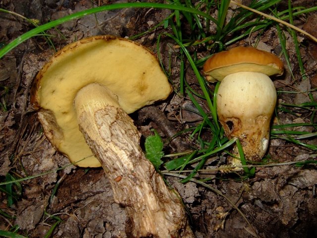 PorteBaudet Leccinum crocipodium ev